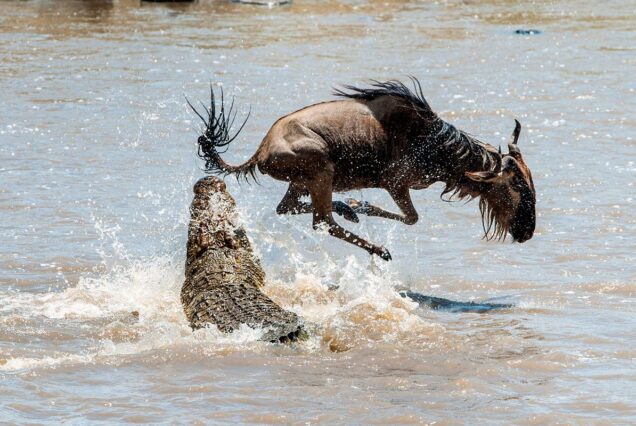 7-Day Tanzania Wildlife Safari
