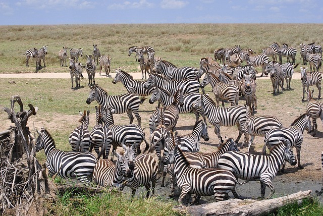 africa 2042829 640 1