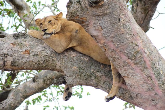 4 Days Elephant, Tree Climbing & Crater Magics