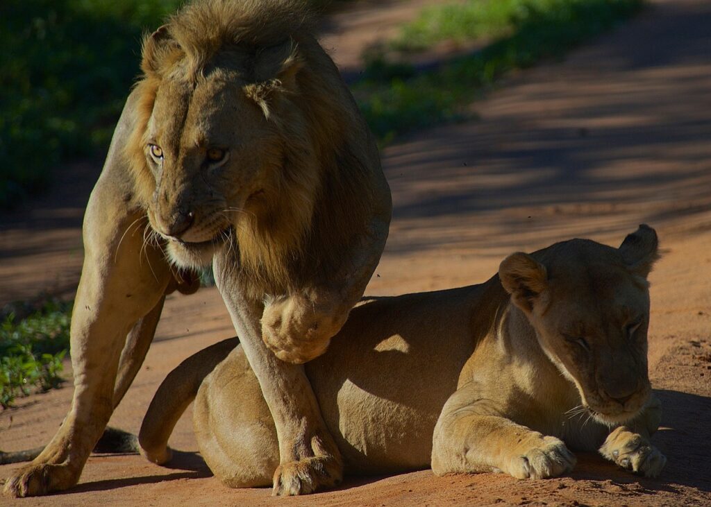 lion 6936154 1280 1