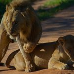 lion 6936154 1280