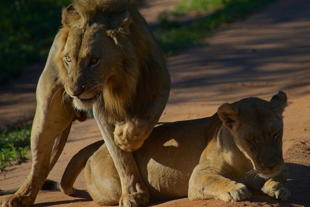 6-Day Tanzania Private Camping Safari