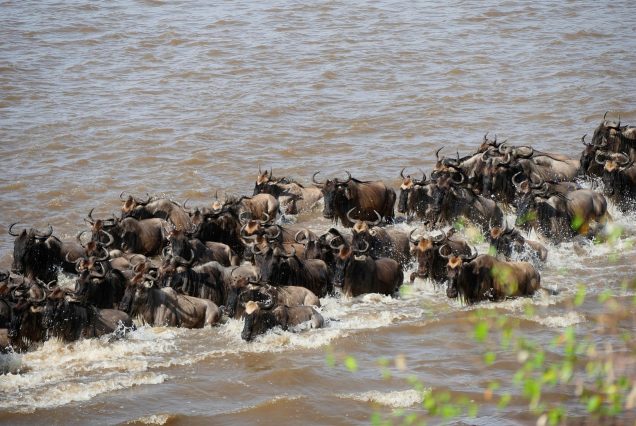 7 Day Tanzania Wildebeest Migration Safari
