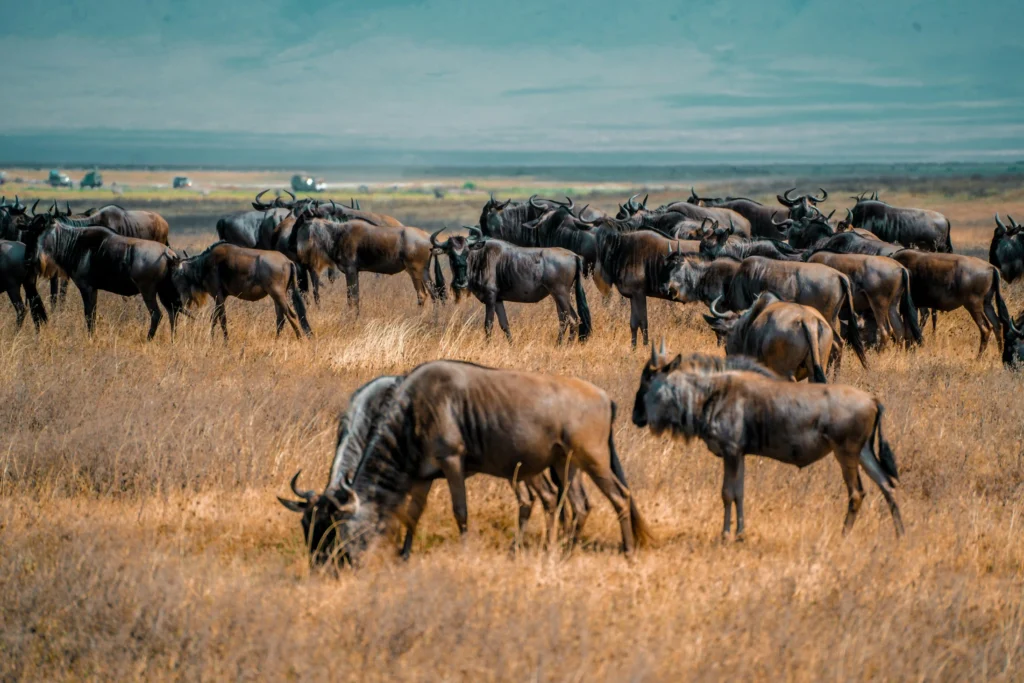 Serengeti