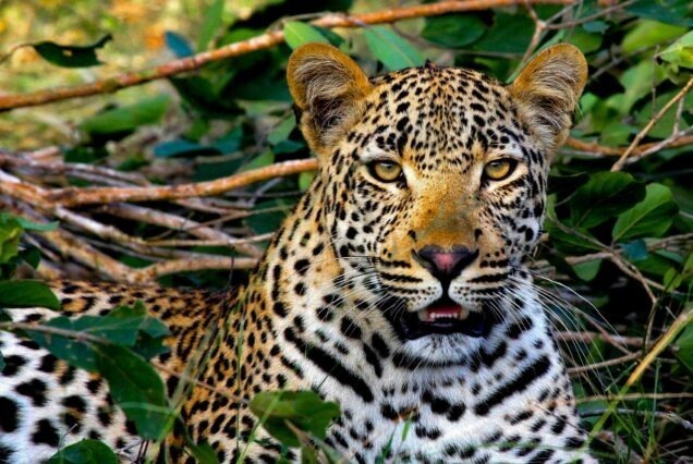 Leopard in serengeti