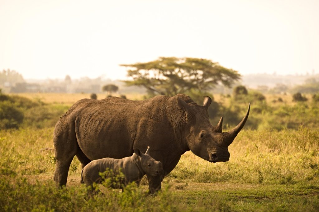 Best Time to Visit Tanzania for a Safari 6 rhino 6065480 1280