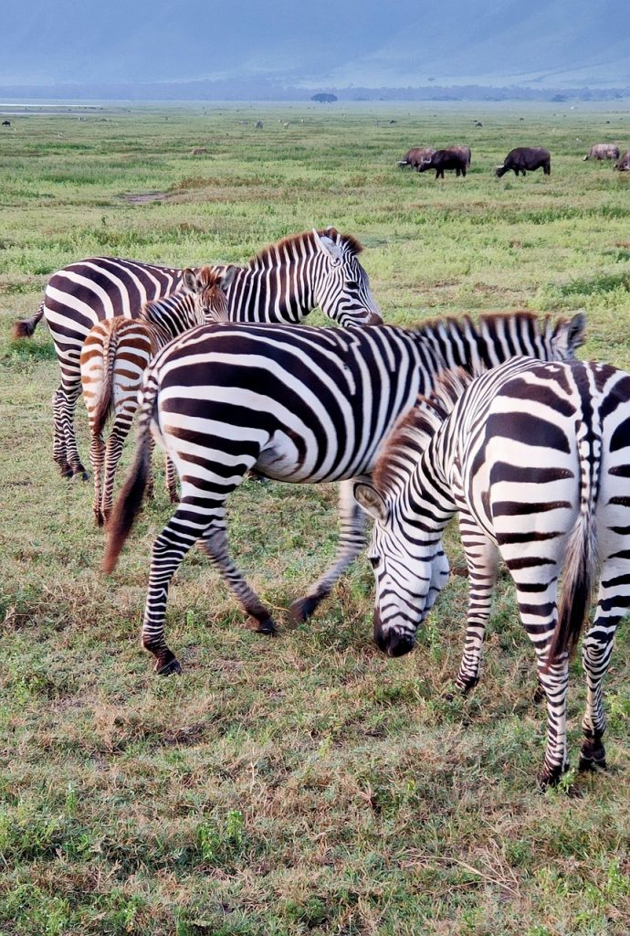 serengeti 5087260 1280