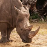 zoo 8175089 1280