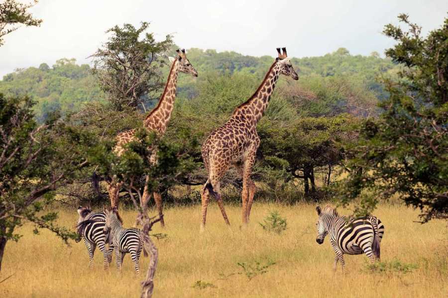 3 Days Tanzania Safaris Nyerere National Park 1593520467