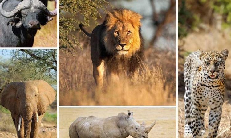 Serengeti Travel Tips