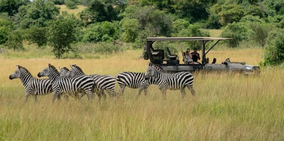 Akagera np game drive
