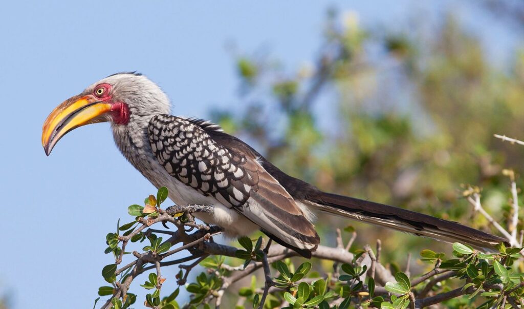 Birding in Mikumi national park