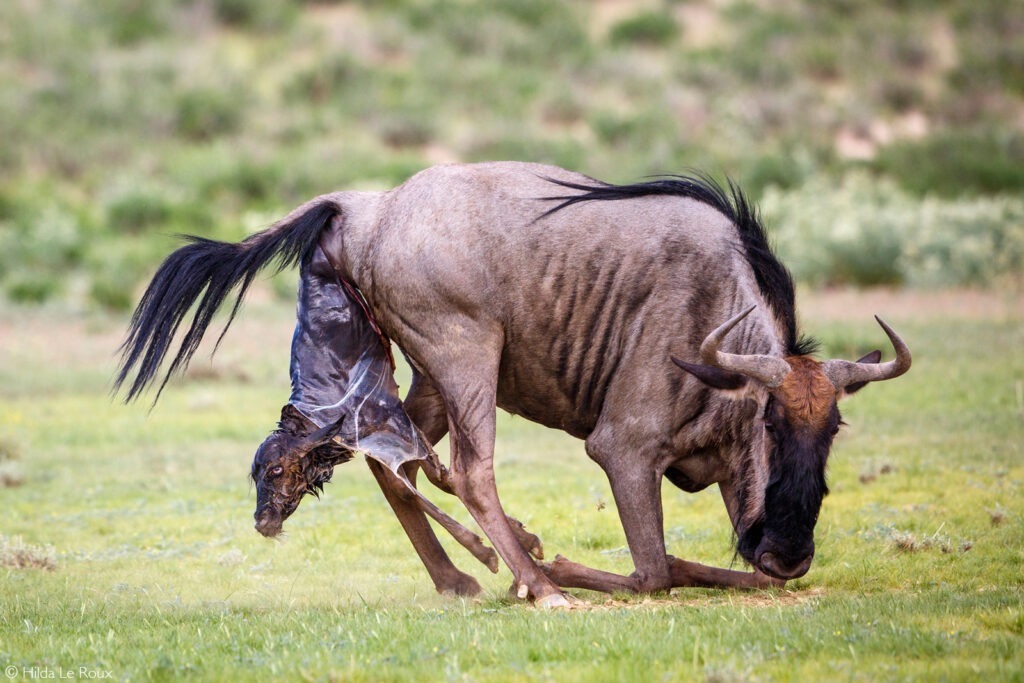 Hilda Le Roux Wildebeest Kgalagadi Transfrontier Park