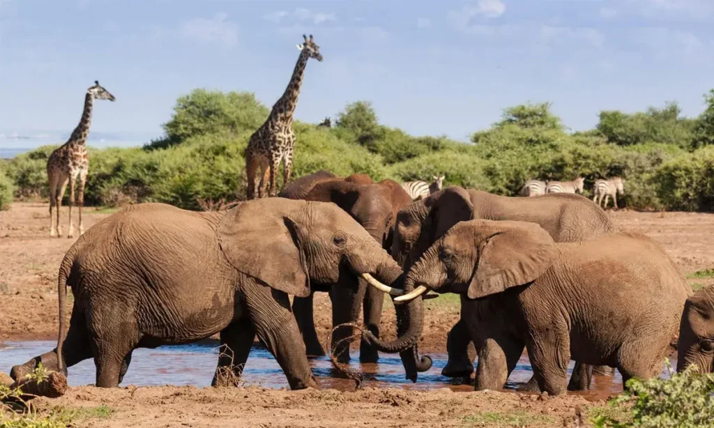 Lake manyara elephants 1