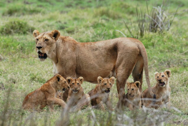 Best Time to Visit Tanzania for a Safari