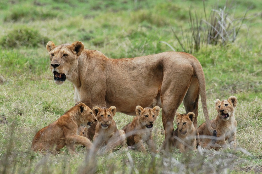 Best Time to Visit Tanzania for a Safari 2 Best Time to Visit Tanzania for a Safari