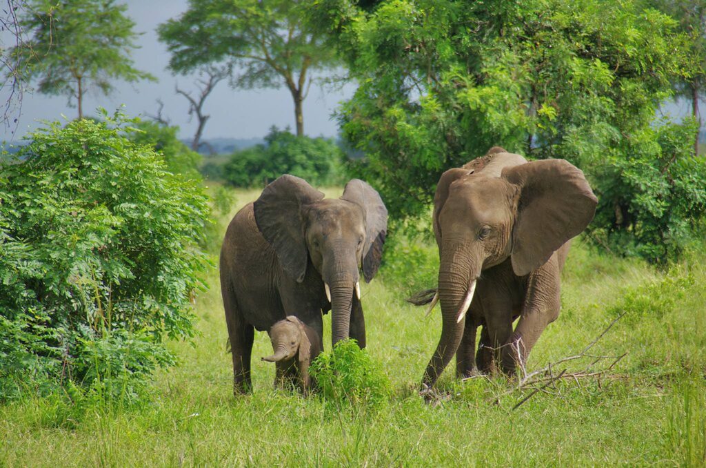 Mikumi National Park Elephants 104