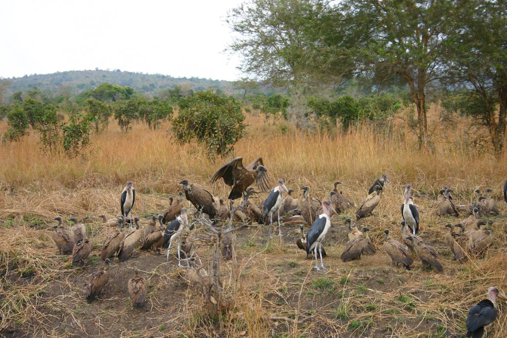 Mikumi National Park Stocks 200