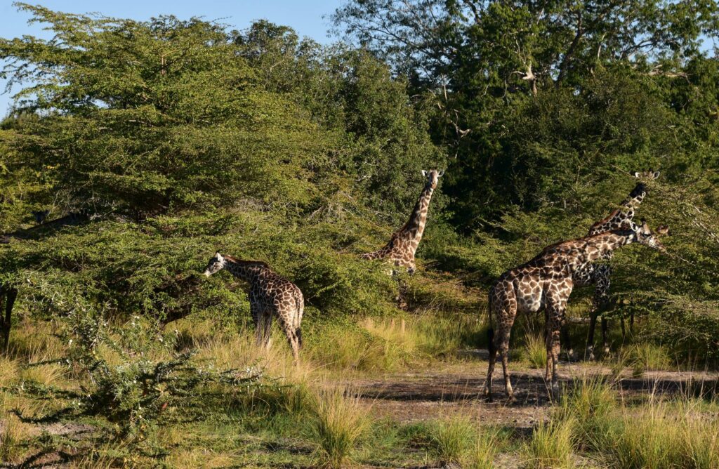 Nyerere National Park Giraffes 104