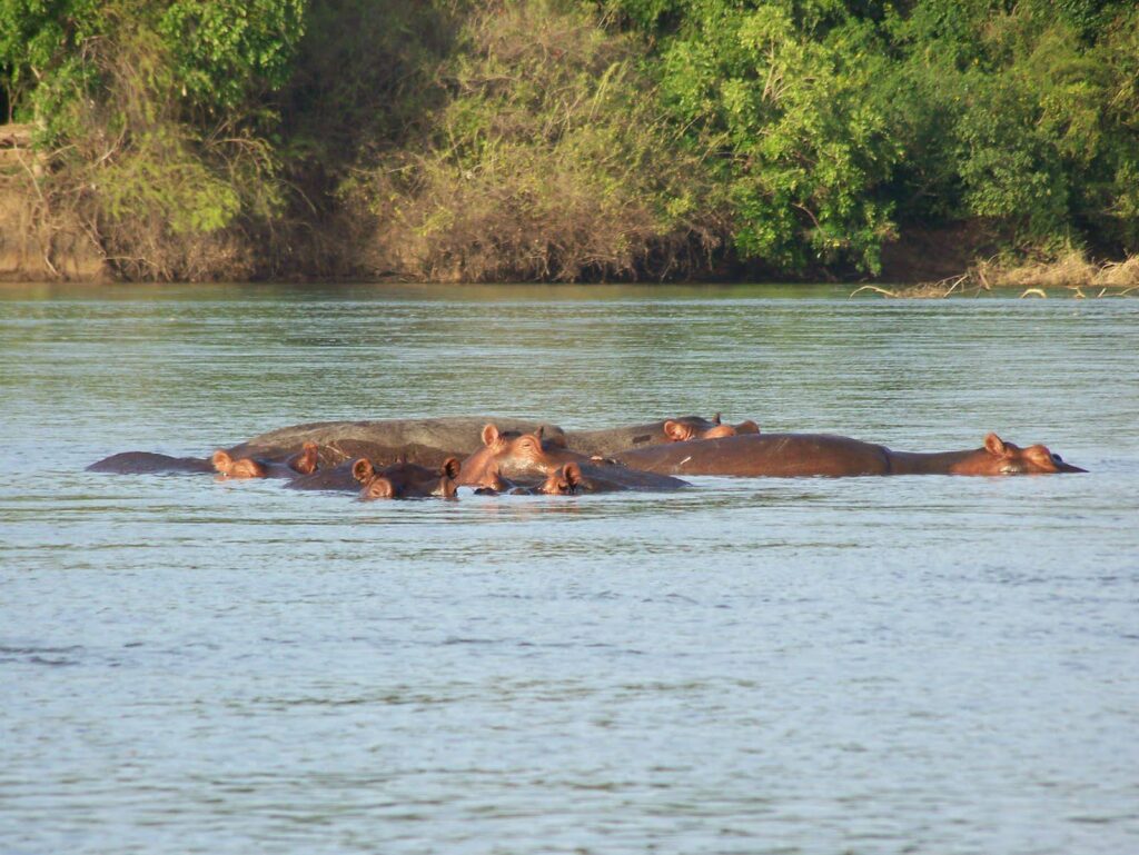Nyerere National Park Hippos 102 1