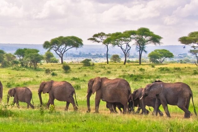 Elephant in tarangire national park