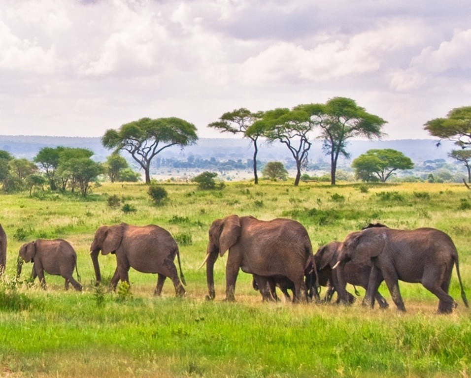 Elephant in tarangire national park
