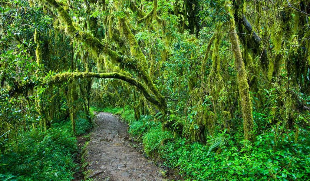 Rainforest Zone