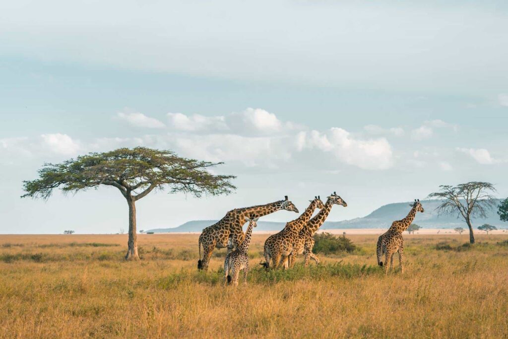 RuahaNationalPark
