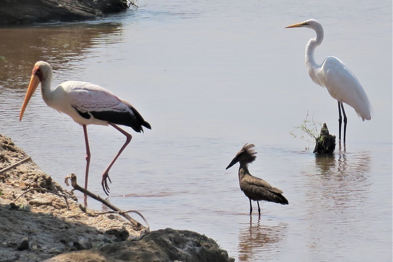 Ruaha gallery11