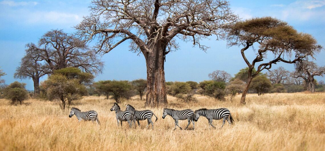 Tarangire 1 1140x530 1