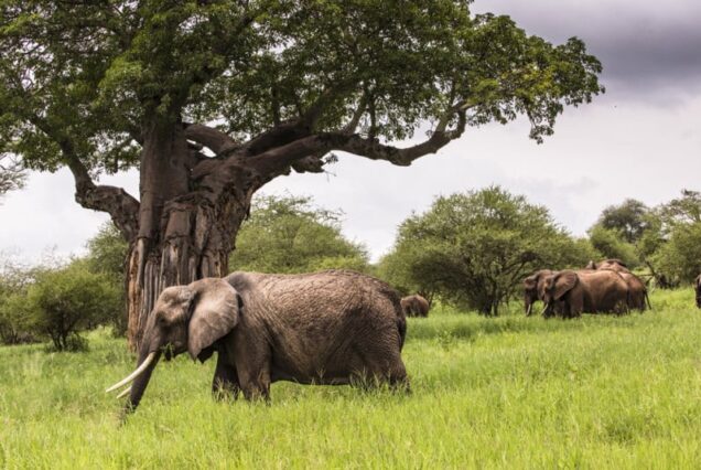2 Days Tarangire, Ngorongoro Crater & Maasai Village Safari