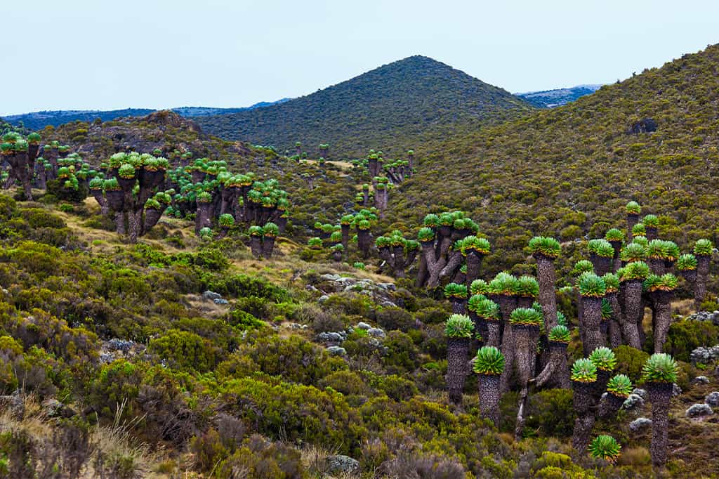 The Moorland Zone of Mount Kilimanjaro Tanzania 1
