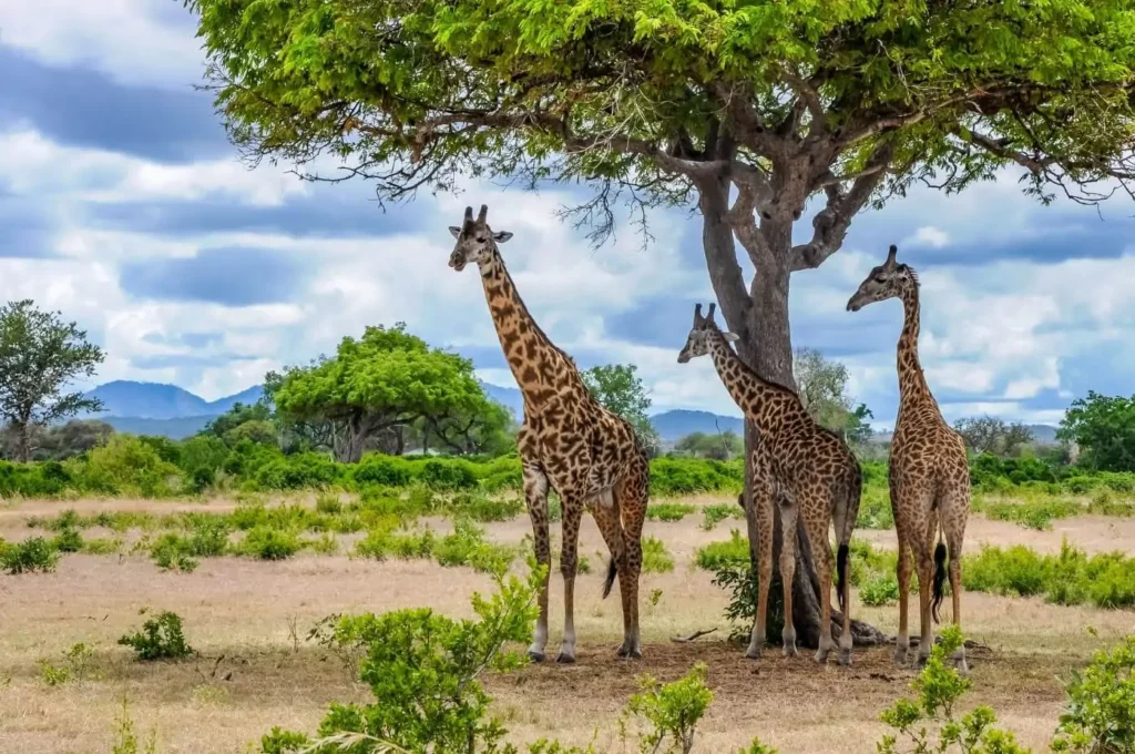 Visit Mikumi National Park with Tanzania Horizon Safaris 8