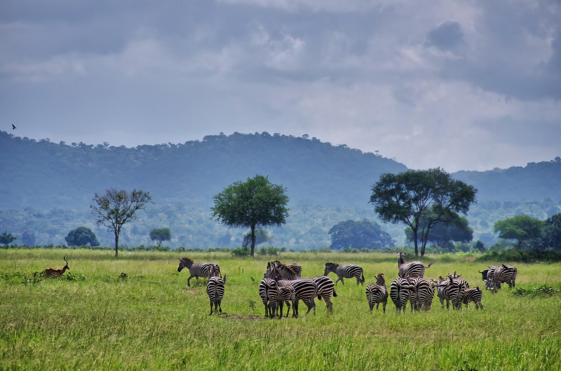 Wildlife in Mikumi National Park