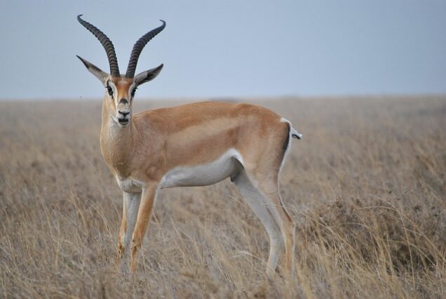 6-Day Tanzania Anniversary Safari