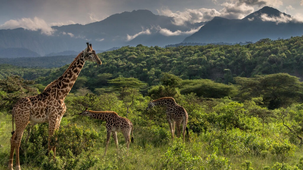 arusha national park day trips 1 1