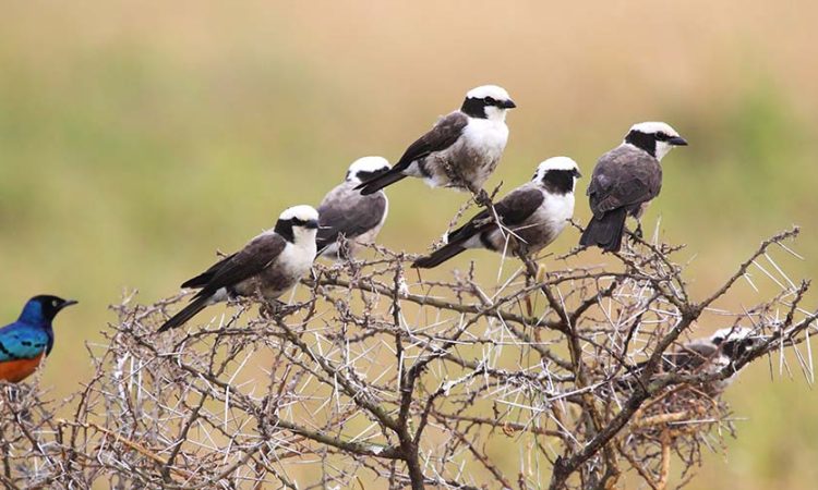 birding in tanzania 750x450 1