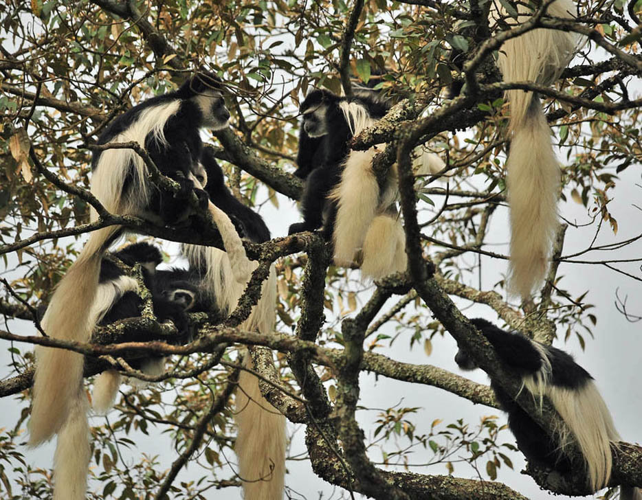 colobus monkey arusha national park tanzania mount kilimanjaro wildlife safari game guided tour travel vacation holiday africa lodge