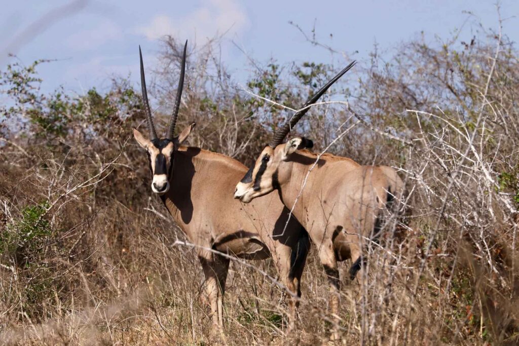 mkomazi national park 1920x1280 11