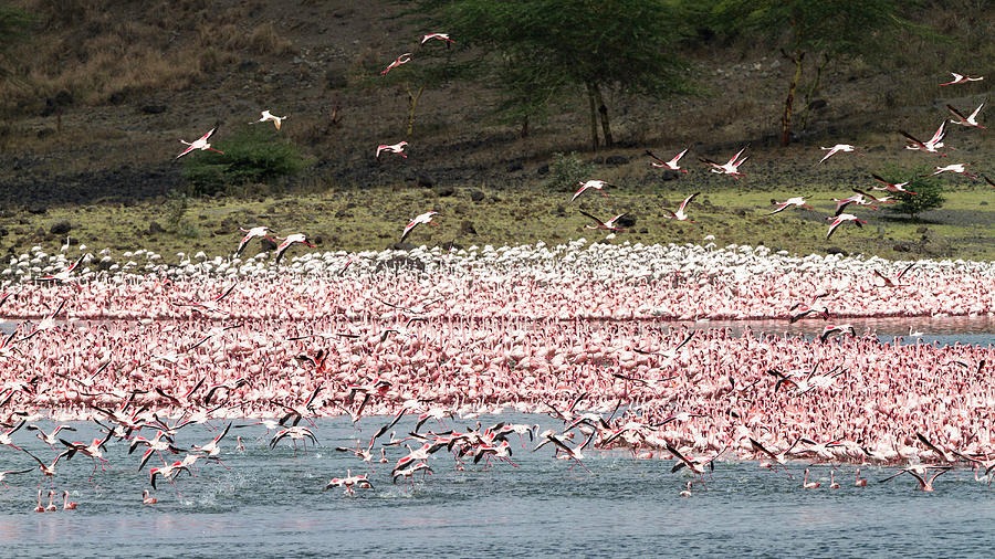 momella lakes with lesser flamingoes phoeniconaias minor arusha national park tanzania east africa africa konrad wothe