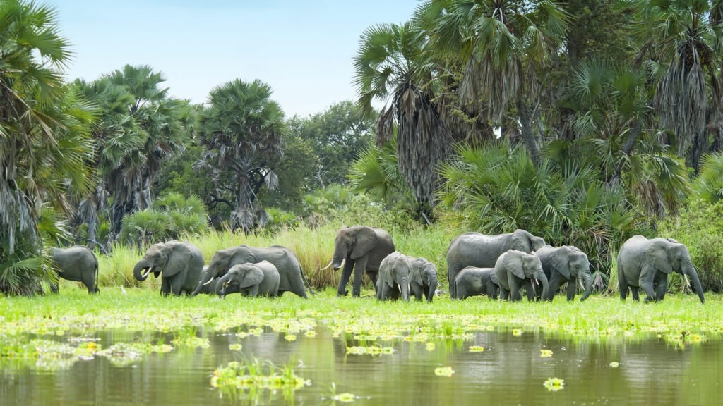 nyerere national park