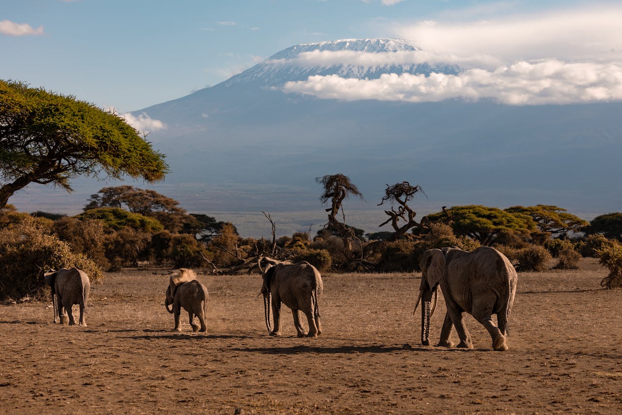 monte kilimanjaro