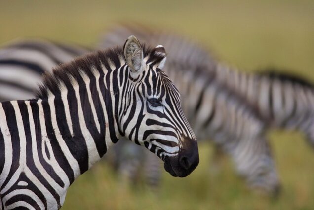 4-Day Tanzania Safari Short Trip