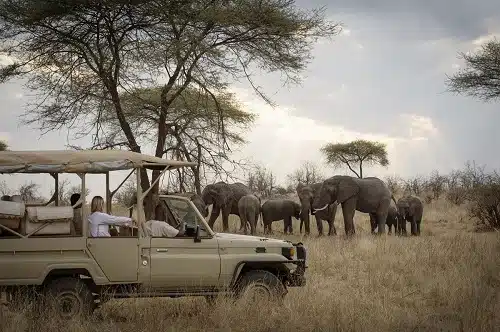 ruaha game drive