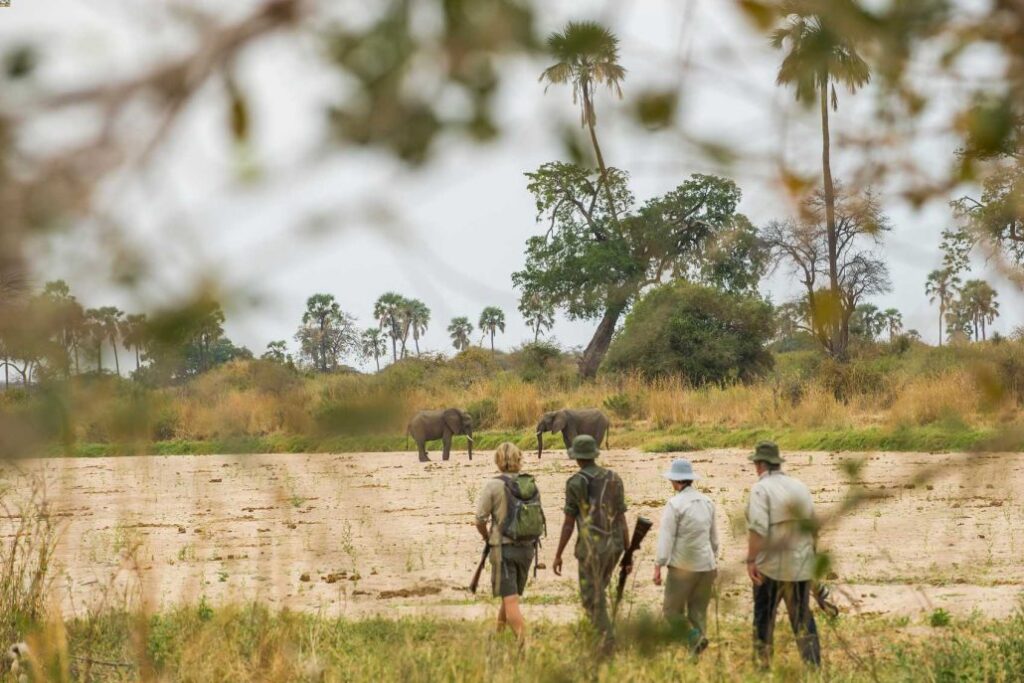 ruaha national park elephants through bushes walking safari paul joynson hicks mr11 2 1030x687 1