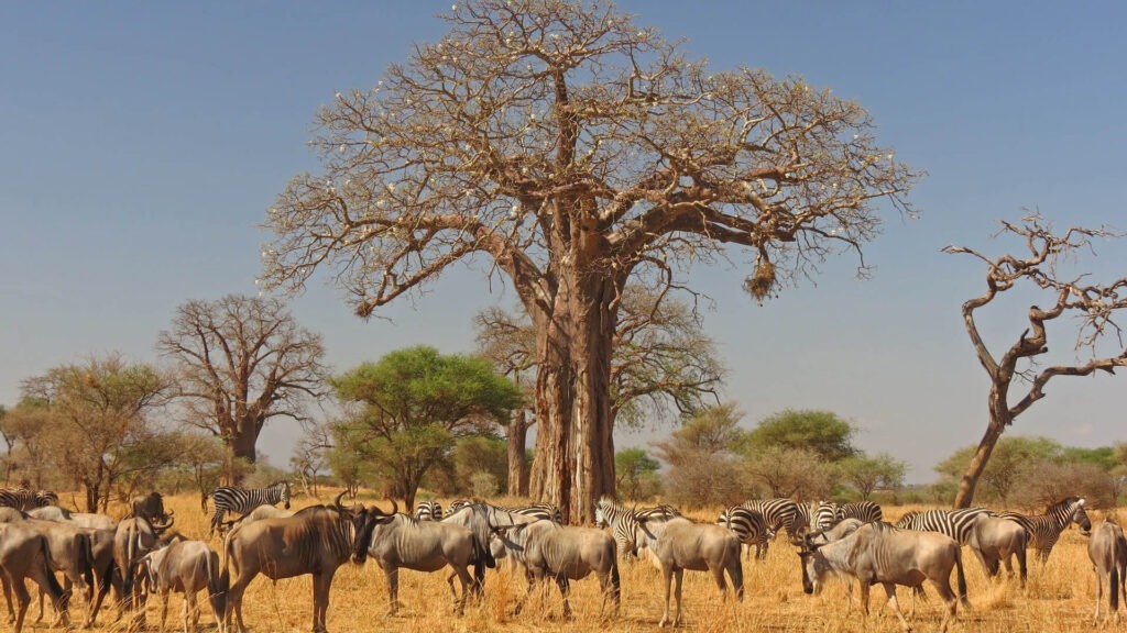 tarangire national park6