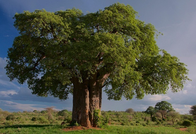 tree 6880117 640