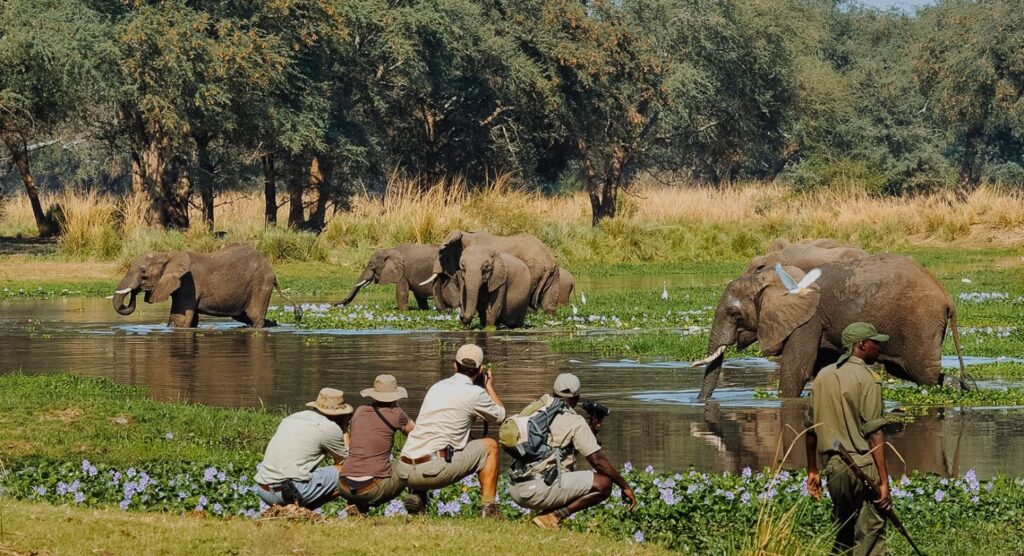 walking safari in Nyererer national park 1500x815 2