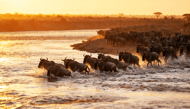 Wildebeest Migration-Mara River Crossing