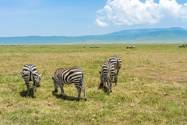 zebra 4032285 640